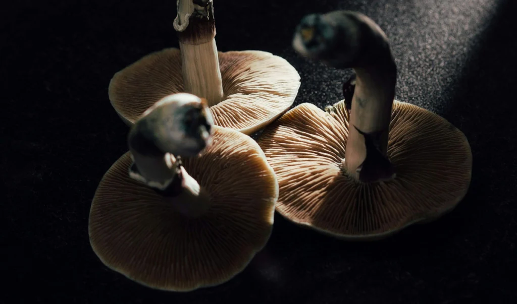 psilocybin mushrooms